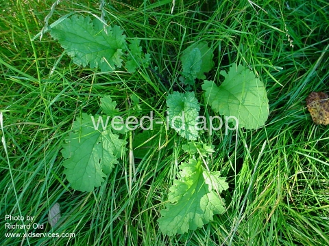 ragwort, tansy